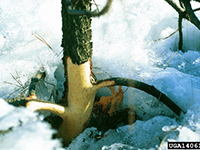 Image: Vole feeding, plant trunk up close 2