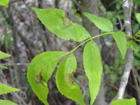 Image: Antracnose, leaves up close 1