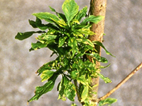 Image: Ash yellows, leaves up close