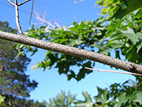 Image: Coral spot canker, branch with leaves and cankers