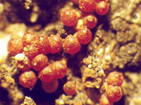 Image: Nectria canker, reddish bumps around canker up close