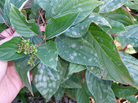 Image: Powdery mildew, leaf up close 2