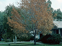 Image: Verticillium, dead tree crown