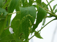 Image: Virus, leaves up close 1