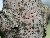 Image: Ash bark beetles, bark holes up close