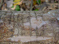 Image: Ash bark beetles, bark hole tunnels