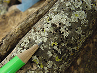 Image: Ash bark beetles, bark holes with scale