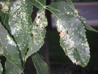 Image: Ash plant bugs 1