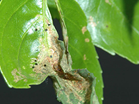 Image: Ash plant bugs 3