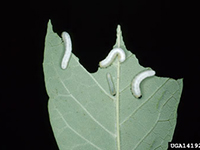 Image: Blackhead ash sawflies, larvae on leaf 3