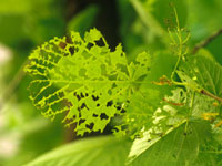 Image: Cankerworms, leaf defoliation up close 1