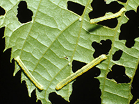 Image: Cankerworms, leaf defoliation up close 2