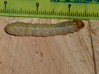 Image: Carpenterworms, larva