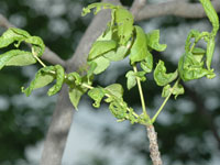 Image: Cottony ash psyllids, leaves up close 1