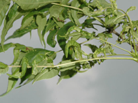 Image: Cottony ash psyllids, leaves up close 2