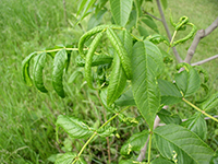 Image: Cottony ash psyllids, leaves up close 3