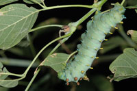 Image: Cercropia caterpillar 1