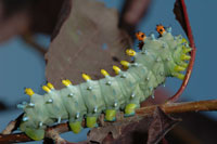 Image: Cercropia caterpillar 2