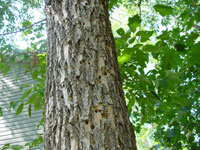 Image: Clearwing borers, bark holes on trunk