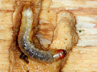 Image: Clearwing borers, larva in wood