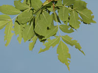 Image: Emerald ash borer, deloliated leaf 1