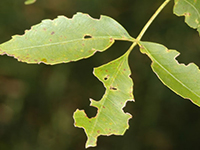 Image: Emerald ash borer, deloliated leaf 2