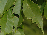 Image: Emerald ash borer, deloliated leaf 3