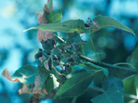 Image: Ash leaf curl aphids, brown leaves