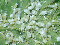 Image: Ash leaf curl aphids, insects up close