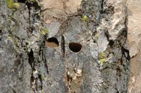 Image:Emerald ash borer holes