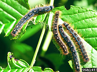 Image: Forest tent caterpillars, larvae on leaf