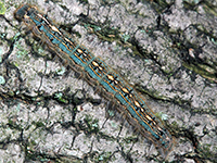 Image: Forest tent caterpillars, larva on bark