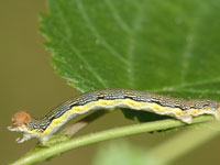 Image: Linden looper, larva 1