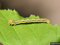 Image: Linden looper, larva 2