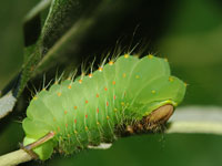 Image: Polyphemus caterpillar 1