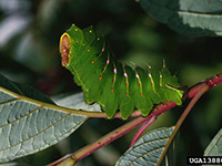 Image: Polyphemus caterpillar 2