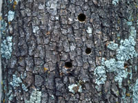 Image: Redheaded ash borer, exit hole in bark 1