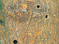 Image: Redheaded ash borer, exit hole in bark 2