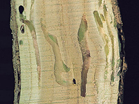 Image: Redheaded ash borer, tunnels in wood