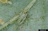 Potato Aphid and Green Peach Aphid 1