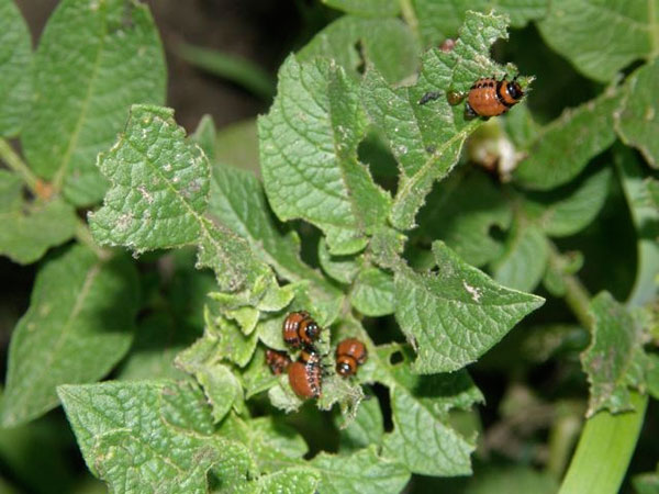 What Pest Is Eating Holes in My Plant Leaves?