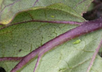 Potato Leafhopper  2