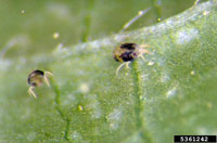 Two-spotted Spider Mite 2