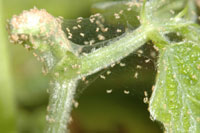 Two-spotted Spider Mite 3