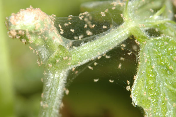 Red Spider Mite Eggs