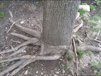 Image: Stem girdling roots 2