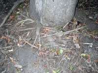 Image: Stem girdling roots 2