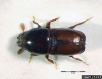 Image: European elm bark beetle 3