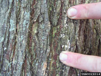Image: European elm bark beetle 1