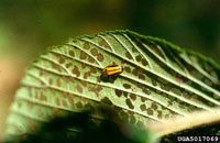 Image: Elm leaf beetle 1